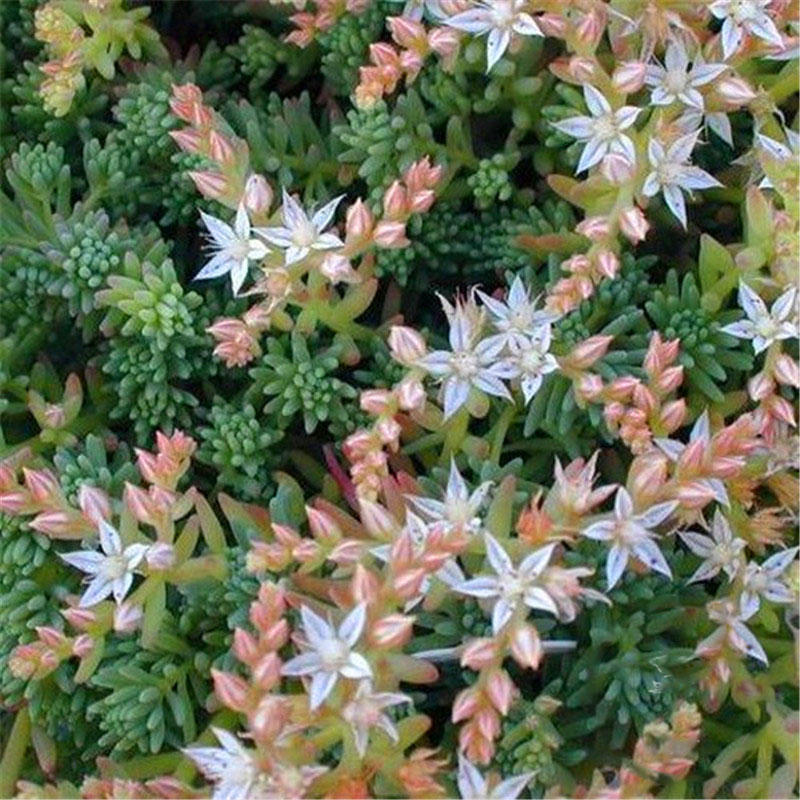 Egrow 100 Pcs/Pack Succulent Seeds Sedum Spanish Stonecrop Succulent Plantas Bonsai Plant DIY Home Garden Flower Plants