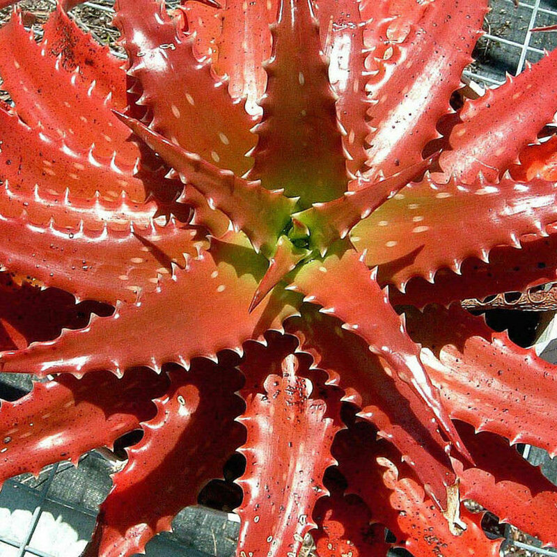 Egrow 10 Pcs/Pack Red Aloe Seeds Succulent Bonsai Flower Plants for Garden Countyard Planting