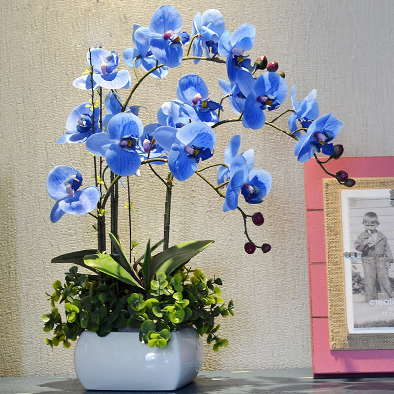 Egrow 200 PCS/Pack Rare Bonsai Flower Blue Butterfly Orchid Plant Garden Phalaenopsis Orchids Seeds