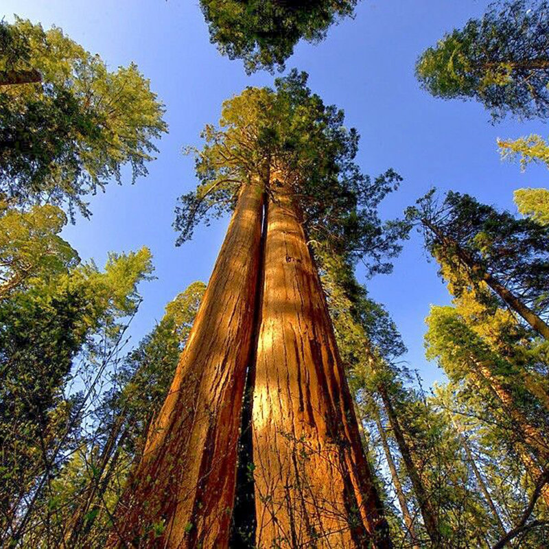 Egrow 25 Pcs/Pack Sequoia Seeds Sequoiadendron Tree Outdoor Giganteum for Home Garden Plant