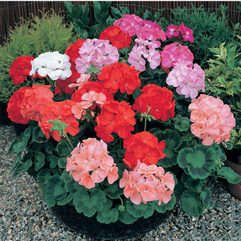 100Pcs/Bag Rare Geranium Seed Bonsai Potted Balcony Planting Seasons Pelargonium Potted Flower Seeds legant Mix-Color Ge