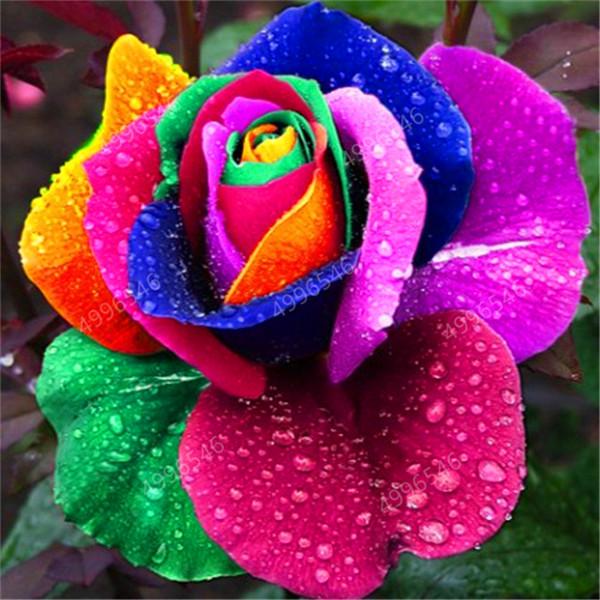 Rainbow rose 200 pcs Seeds Mixed Color Callistephus Flower Bonsai Perennial rose Plant for Home Garden Pot