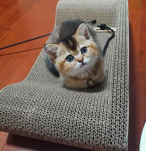 Cat Beds & Furniture Scratch Board Large Corrugated Nest Sofa Claw Grinder Wear-resistant