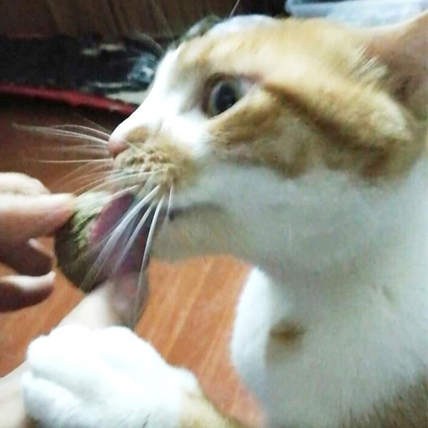 Cat Toys Mint Ball Natural Catnip Clean Teeth Cleaning Playing Chew Pet Supplies For Cats Health