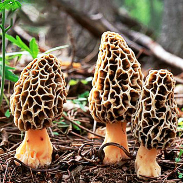 Egrow 100Pcs/Bag Morel Mushroom Strains Seeds Garden Planting EdibleEryngii Vegetable Seeds Bonsai Plants DIY Garden I