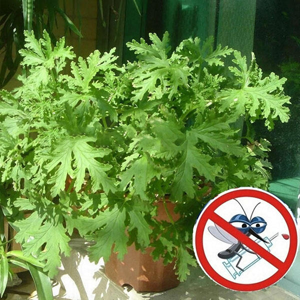 Egrow 100Pcs/Bag Mozzie Buster Seeds Riddex Plant Seeds Mosquito Repelling Grass Mozzie Buster Sweet Grass Garden & Home